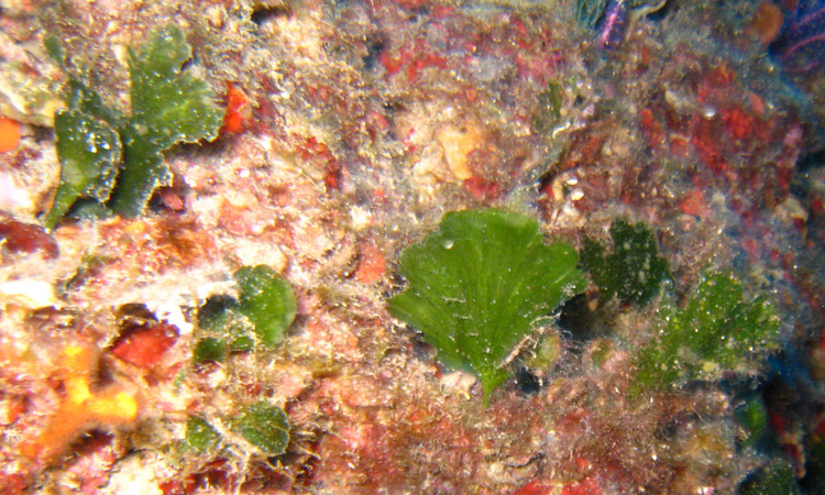 Flabellia petiolata